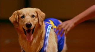 Like his namesake Michael "Air" Jordan, Air Bud has been known to let his tongue wag while wrapped up in a bit of basketball heroics.