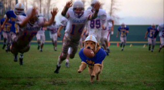 Gee, I wonder if the Giants defense will catch and tackle Buddy the dog.