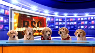 Just what fans of "Air Bud 2" have long wanted: the Buddies give a sport report on the film's football action. From left to right, they are Rosebud, B-Dawg, Budderball, Mudbud, and Buddha.
