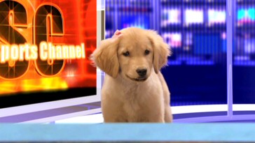 Despite being an anchor for BSC (Buddies Sports Channel), Rosebud tries to make the report about more than just soccer.