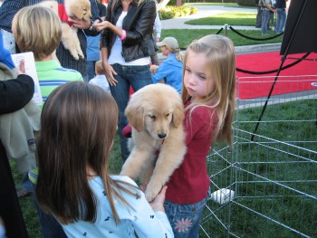 A girl hugs one of the well-behaved retriever pups.