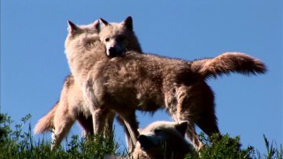 A couple of real wolves cuddle in the featurette "Wolves in the Wild."