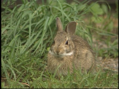 He's not Oswald, but if an animal's fortune is measured in food, that is one lucky rabbit!