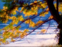 This tree (and the few other shots that follow it) make for the ultimate endurance test of any person.