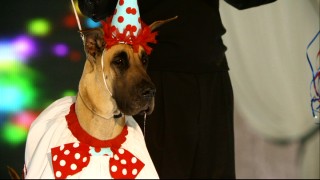 This drooling Great Dane's dog show catwalk saliva numbers among the "Bloopers Faux Paws."