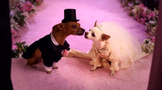 Papi and Chloe open "Beverly Hills Chihuahua 2" entering into the bonds of holy matrimony.