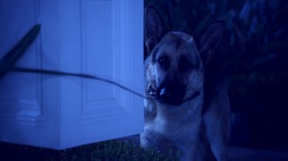 Mexican police German Shepherd Delgado's blue-tinted child abandonment sequence is one of the film's many ancient and recent backstory clips.