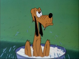 Pluto reluctantly takes a bath.