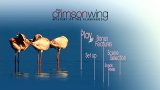 Three flamingos groom themselves on the DVD and Blu-ray's main menu.