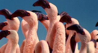 Flamingos look sexy for potential mates in Disneynature's "The Crimson Wing."