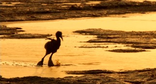 A young flamingo chick does sunset struggle with the salt shackles that have formed around his or her ankles.
