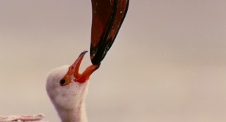 Aww, look at the baby flamingo drinking that blood and algae straight from his Momma's mouth.