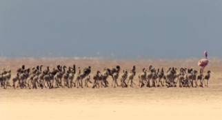 One grown pink flamingo shuffles a whole bunch of young gray ones across the African desert on the group migration journey.