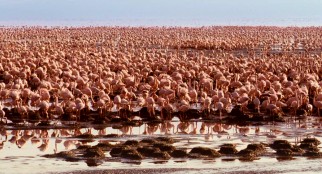 Flamingos! As far as the eye can see, there are flamingos!