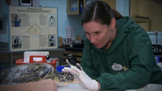 Check out The Walt Disney Company being all environmentally responsible to turtles in "Disney & Nature."