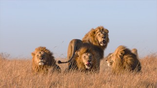 These four lions may look majestic and nice, but context and Sam Jackson narration actually establishes them as the power-hungry villains of Disneynature's "African Cats."