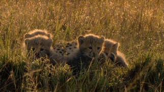 Awwww! Look at the baby cheetahs!