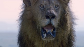 Aging lion patriarch Fang earns his name with a pitiful flapping lower canine tooth.