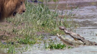 Lion vs. crocodile might sound like the foundation of a Roger Corman Syfy original movie, but it's just a real-life scenario that plays out in Kenya's Masai Mara National Reserve.