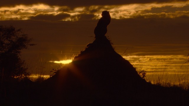 Sita the cheetah gives a winning sunset pose in one of the closing shots of Disneynature's "African Cats."