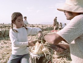 The Galindo children pick and cut onions alongside their parents in Robert M. Young's 1973 documentary short "Children of the Fields."