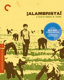 Alambrista! (1977): Criterion Collection Blu-ray cover art -- click for larger view and to buy from Amazon.com