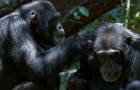 Chimpanzee Blu-ray + DVD Review