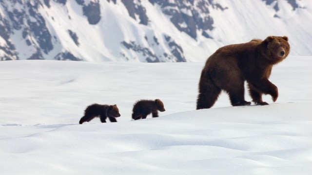 In Disneynature's "Bears", a mother and her two young cubs go on a long journey in search of food.