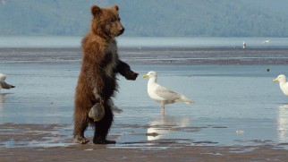 Silly cub! Scout gets his claw stuck in a clam's shell.