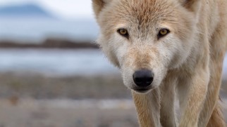 Grey wolf Takani often lurks close to the bears, posing a threat.