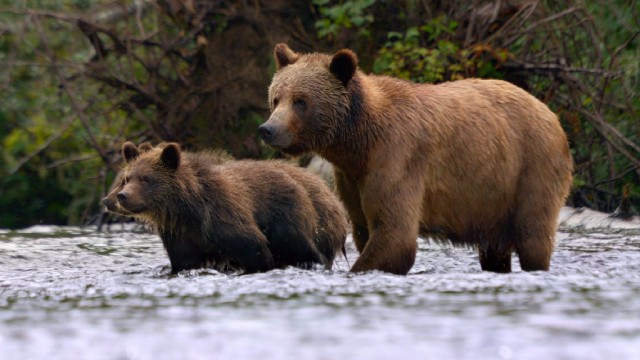 Got salmon? If so, these bears want some.