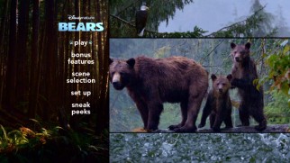 Sky and her cubs brave the rain on the Bears DVD main menu.