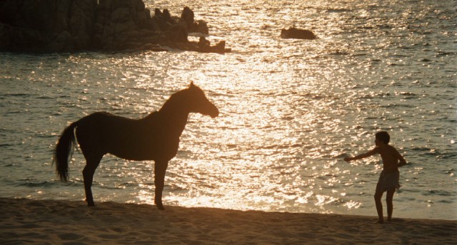 Castaway Alec Ramsey (Kelly Reno) bonds with an Arabian horse in "The Black Stallion."