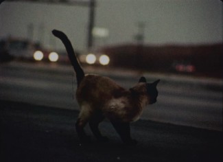 A house cat left alone explores Los Angeles in Carroll Ballard's 1969 short "The Perils of Priscilla."
