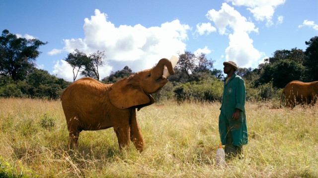An orphaned elephant enjoys a bottle of milk formula in the presence of a keeper.
