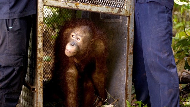 Per the plan, a fully-raised orphan orangutan is released back into the wild.