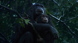 Chimpanzees are apparently not all that crazy about the rain.