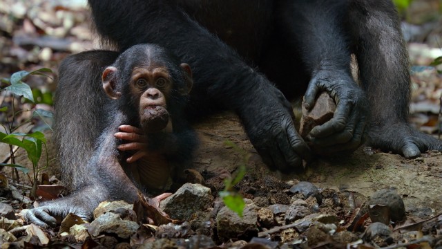 Awww....look at the itty-bitty chimpanzee baby.