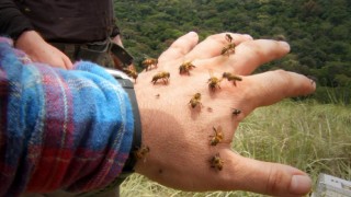 Bees will simply not leave the filmmakers alone in one unbearable African location.