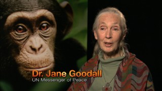 One simply does not make a documentary about chimps without getting UN Messenger of Peace Dr. Jane Goodall to endorse it.