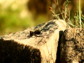 Computer-animated insects live life in live-action backdrops in four curiously included shorts from the French TV series "Minuscule."
