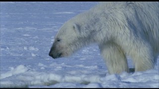 This polar bear makes sure that the trapped beluga whales don't get too comfortable in their tiny unfrozen breathing space.