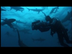 Carrying a camera around a shark convention? This guy better be getting paid handsomely.