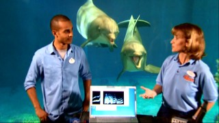 Dolphins perk up and listen at the glass as Asa Kalama and Wendi Fellner talk about their communication methods.