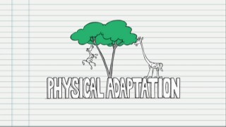 Animation illustrates how the giraffe's long neck could be a physical adaptation. After all, that little guy has quite a jump to get some grub.