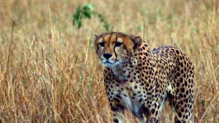 A cheetah approaches a herd of gazelle with interest in the Disneynature documentary "Earth."