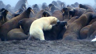A hungry polar bear tries to avoid walrus tusks in an effort to quench his appetite in "Earth."
