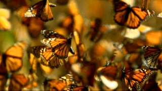 Orange and black butterflies take to the skies in the environmentally minded conclusion to Disneynature's "Migration."