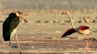 A Marabou stork sizes up this flamingo and many more near the end of "Predator and Prey."