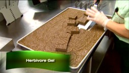 We get a look at some of the food preparation that goes on at Animal Kingdom in the "Earth" Classroom Edition featurette "Diet and Nutrition." Mmmm... herbivore gel!